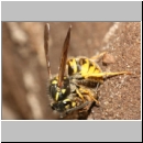 Vespula vulgaris - Gemeine Wespe 09a mit Schreckenkopf.jpg